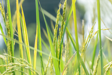 Ears of rice growing in the field.