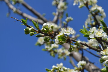 plum tree blossoms in spring