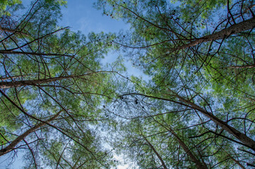 Spring Summer Sun Shining Through Canopy Of Tall Trees.
