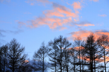 樹と夕焼け空