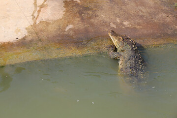 The thai crocodile up from river on canal