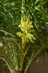 Beautiful blooming Chinese windmill palm or Chusan palm in greenhouse