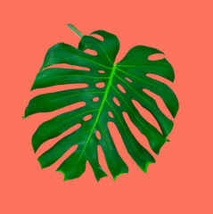 Monstera large green jungle leaf. Unique tropical design pattern isolated on a terracotta color...