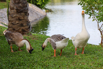  Group goose is eatting grass in garden at thailand