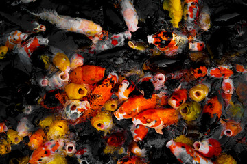 Obraz na płótnie Canvas 大量の色とりどりの鯉