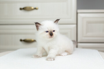 Sacred Birman kitten on a light background, birma