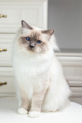 Sacred Birman Cat on a light background, birma