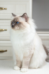 Sacred Birman Cat on a light background, birma