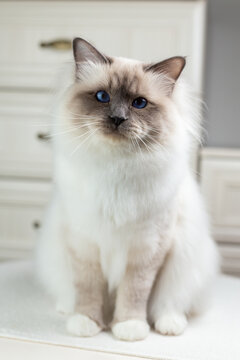 Sacred Birman Cat on a light background, birma