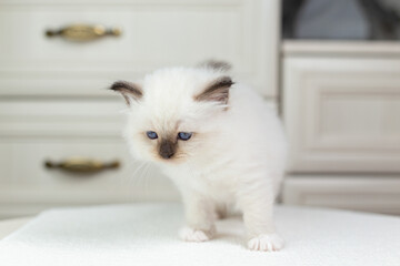 Sacred Birman kitten on a light background, birma