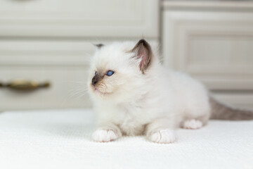 Sacred Birman kitten on a light background, birma