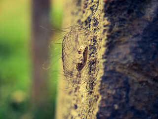 Insect natural protection net