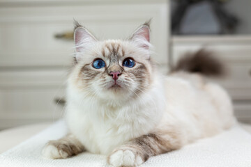 Sacred Birman cat on a light background, birma