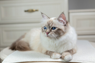 Obraz premium Sacred Birman cat on a light background, birma