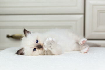 Sacred Birman kitten on a light background, birma