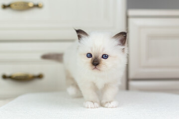 Sacred Birman kitten on a light background, birma