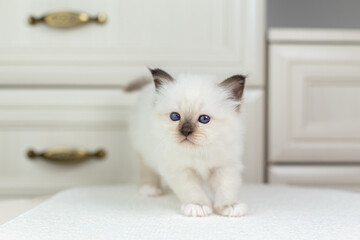 Sacred Birman kitten on a light background, birma