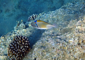 Fototapeta na wymiar Exotic fish - Picasso trigger-fish, scientific name is Rhinecanthus assas, the species belongs to the family Balistidae, it inhabits Red Sea, Middle East