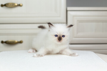 Sacred Birman kitten on a light background, birma