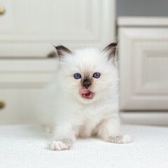 Sacred Birman kitten on a light background, birma