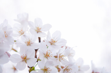 満開の桜 ソメイヨシノ クロースアップ 白背景 桜 2020 日本