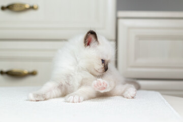 Sacred Birman kitten on a light background, birma