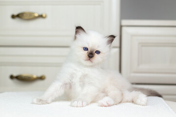 Sacred Birman kitten on a light background, birma