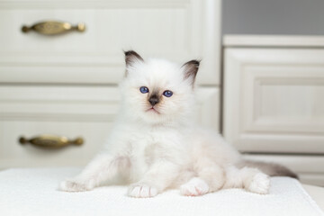 Sacred Birman kitten on a light background, birma