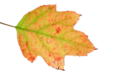 カシワバアジサイの葉