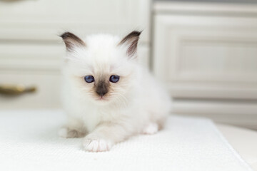 Sacred Birman kitten on a light background, birma