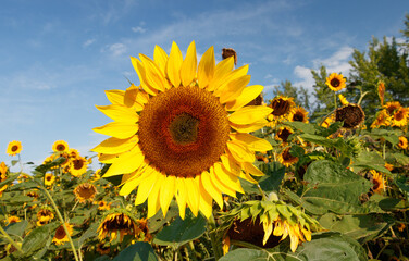 Sunflower field in the summer