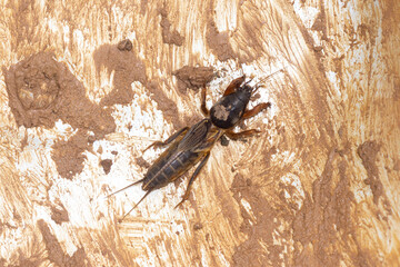 Gryllotalpa on a metal surface coated with clay. Garden insect pests