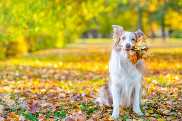 Adult Border collie dog holds autumn leaves in it mouth. Empty space for text