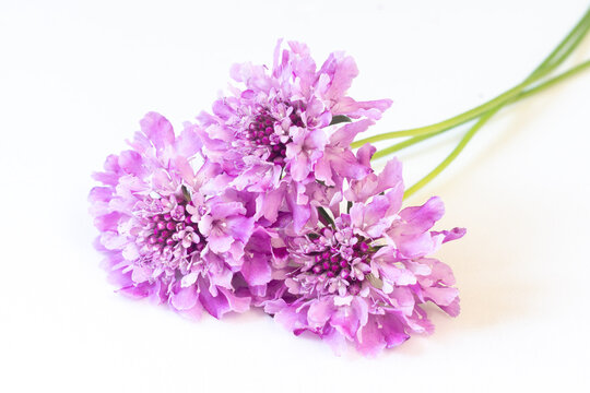 Three purple scabiosa on a white background. Light floral backdrop with autumn flowers