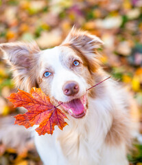 Happy Border collie dog holds autumn leaf  in it mouth