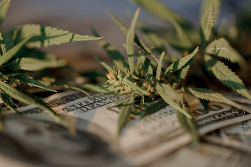 Benjamin Franklin on the hundred dollar banknote among cannabis leaf. Money with marijuana leaves. Marijuana business concept. Business leaves cannabis stock success market price
