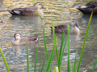 池で遊ぶカモ