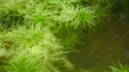 Green hydrilla verticillata plant underwater with natural background.