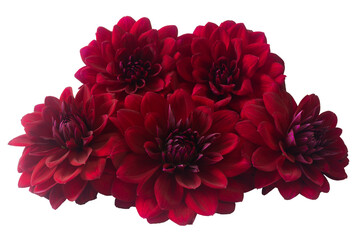 Large burgundy dahlias isolated on a white background. Bouquet of five summer and autumn flowers