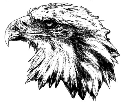 head of American bald eagle vector graphic 