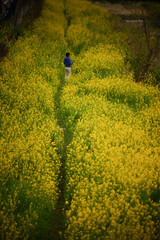 黄色い菜の花畑を歩く人々