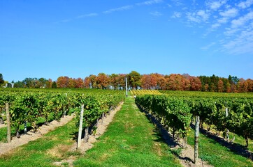 Fototapeta na wymiar Vineyard on hill in the heart of Finger Lakes Wine Country, New York 