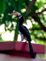 Hornbill in an urban landscape after a long day at work
