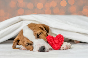 Jack russell terrier puppy sleeps on a bed at home with red heart on festive background. Valentines day concept