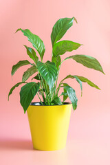 Home plant spathiphyllum in a yellow pot on a pink background. Indoor floriculture concept.