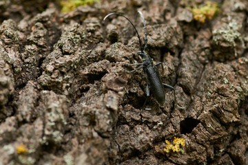 Kleiner Eichenbock (Cerambyx scopolii)