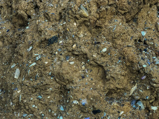 Cracked earth, a vertical slice of land on a cliff interspersed with stones, pices of shells and small roots.