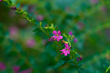 Tiny pink color flower of a bush or hedging plant in the home garden