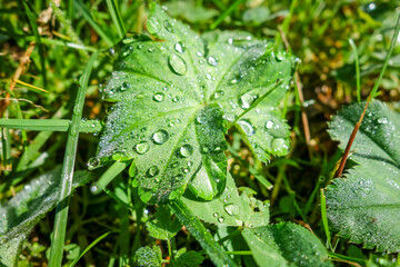 Close up of water drops on green leaves