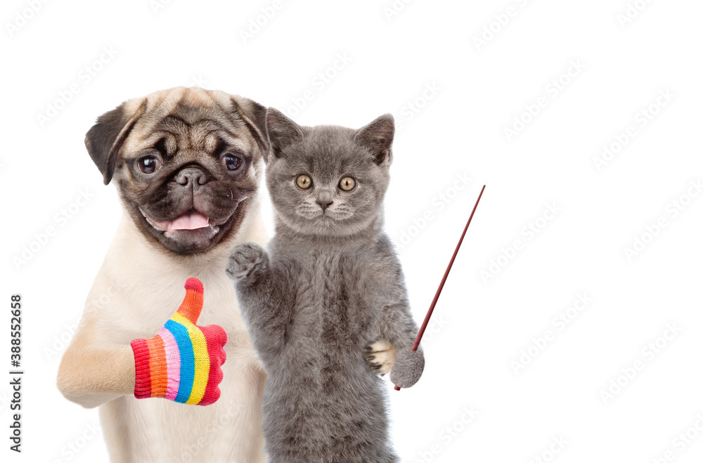 Poster Pug puppy shows thumbs up gesture. Kitten points away on empty space. isolated on white background